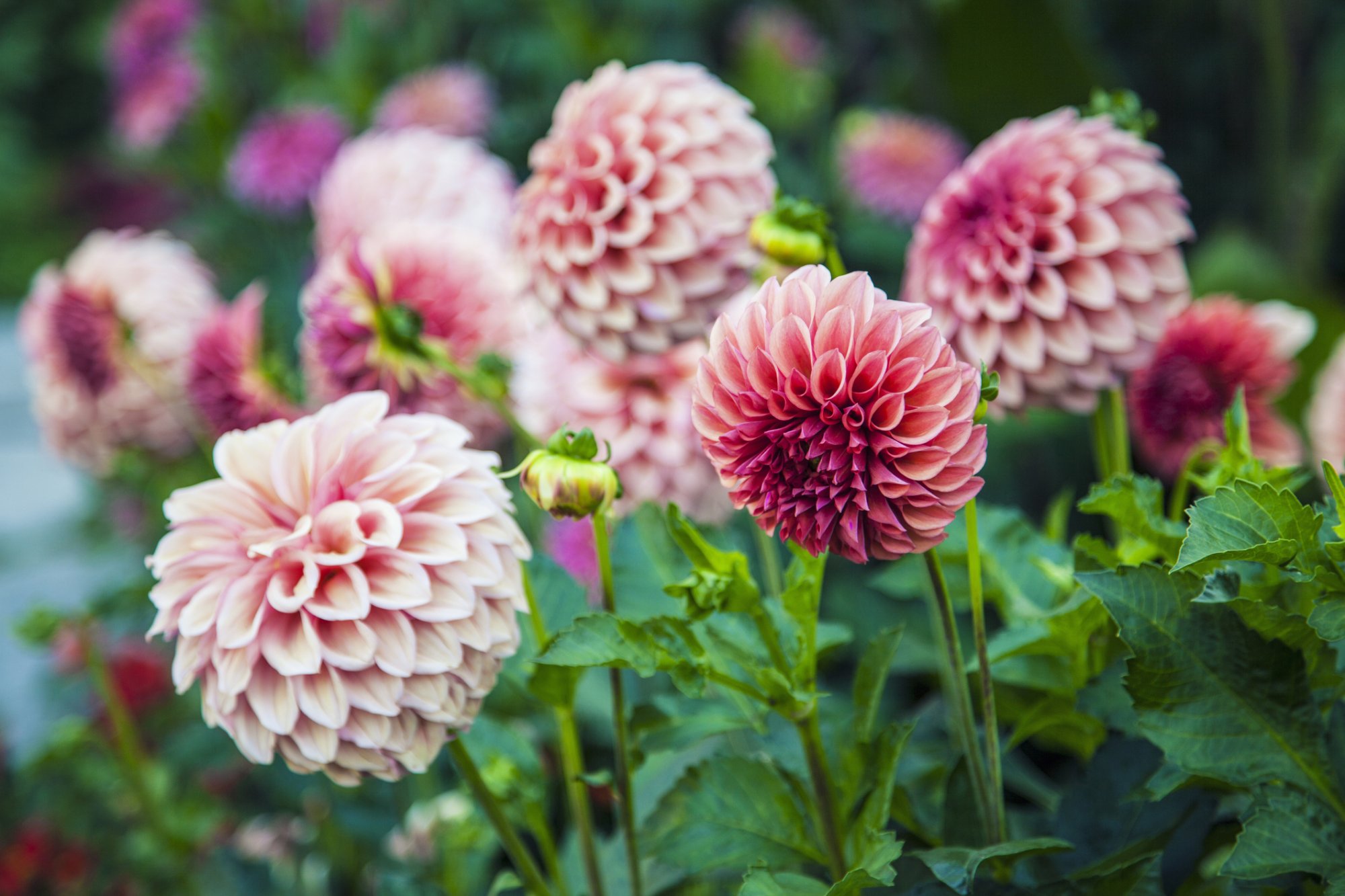 Dahliaknollen planten? Dit is hét moment (en zo pak je het aan)