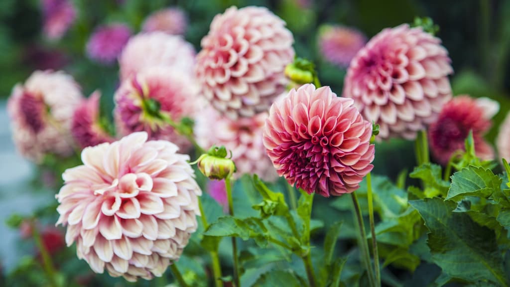 Dahliaknollen planten? Dit is hét moment (en zo pak je het aan)