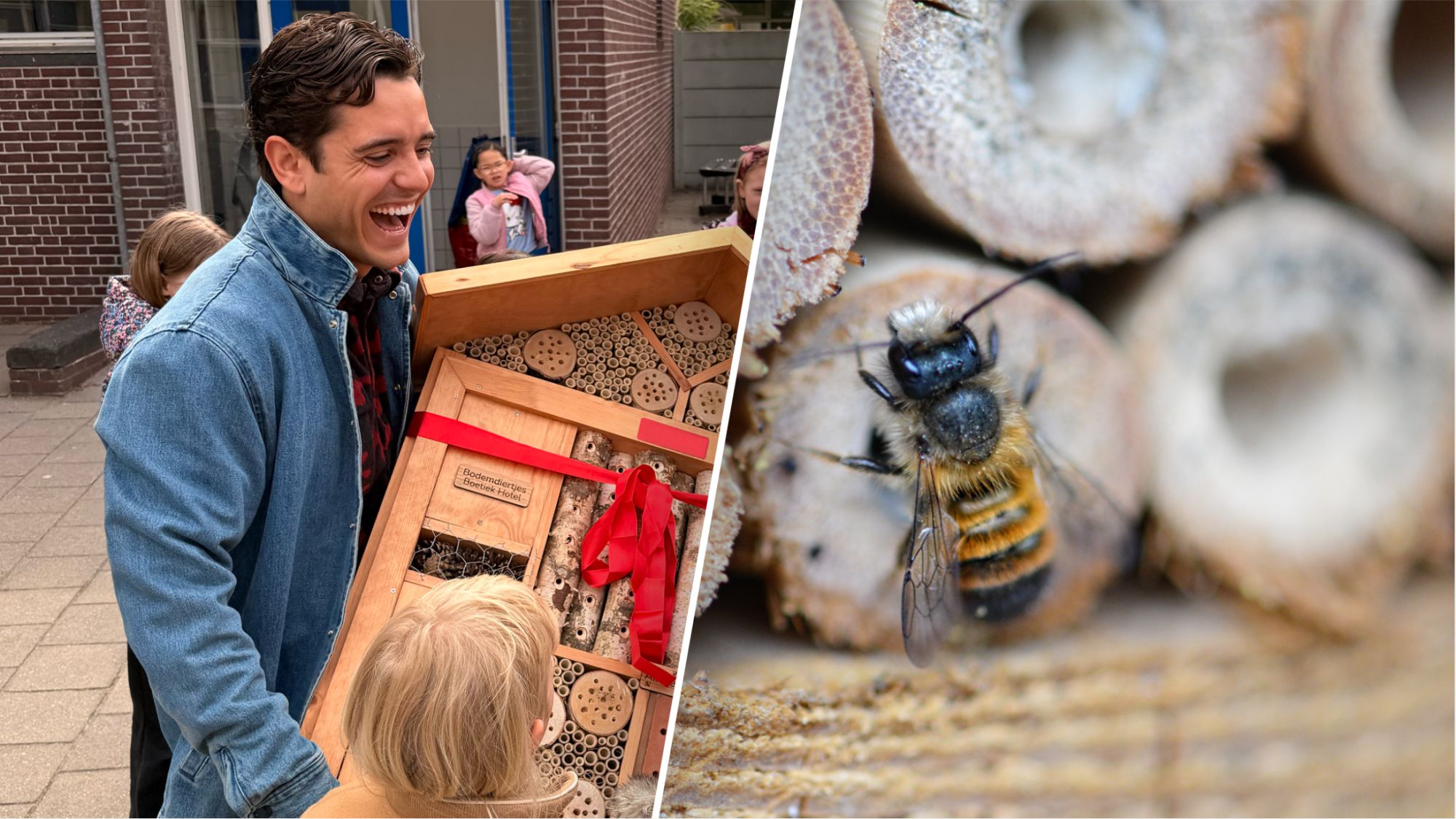 75 procent van de insecten verdwenen: 'Grotere gevolgen dan we denken'