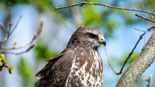 Italianen smokkelden roofvogels via Nederland: 'Lucratieve handel'