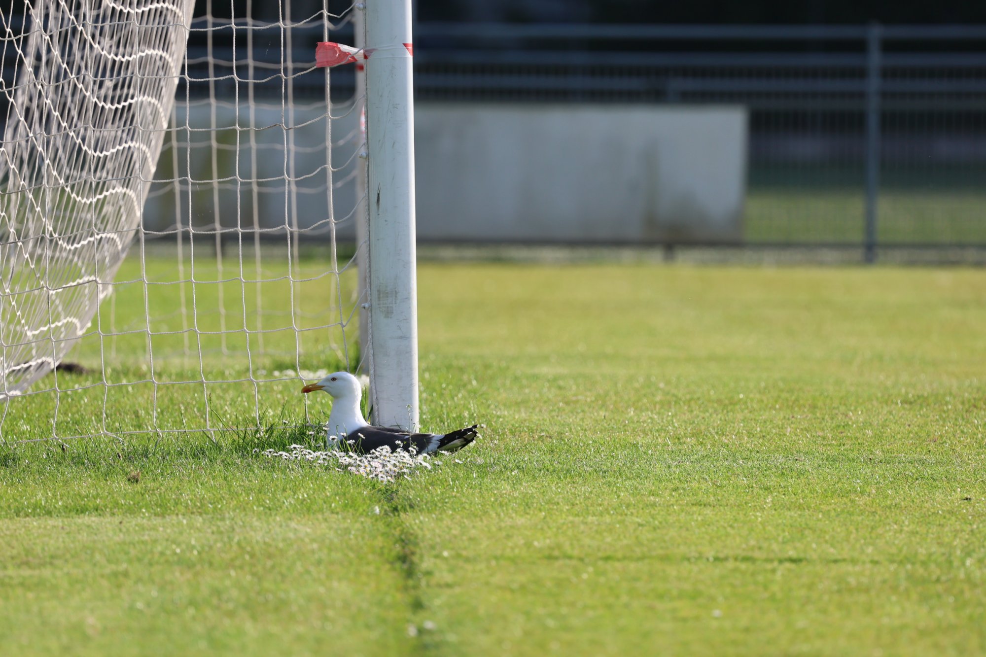 Voetbalclub Den Haag kan hoofdveld niet gebruiken door broedende meeuw: 'Leuk is anders'