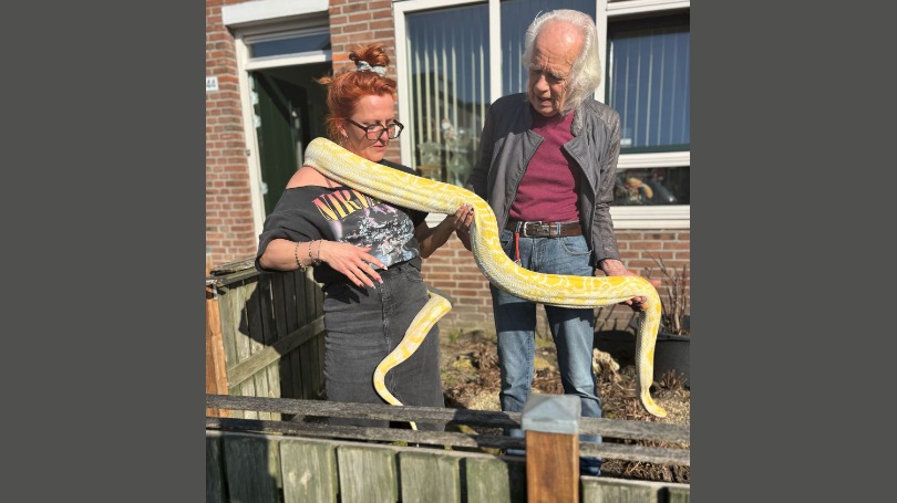 Gigantische python van 61 kilo uit woning gehaald in Enschede na overlijden eigenaar