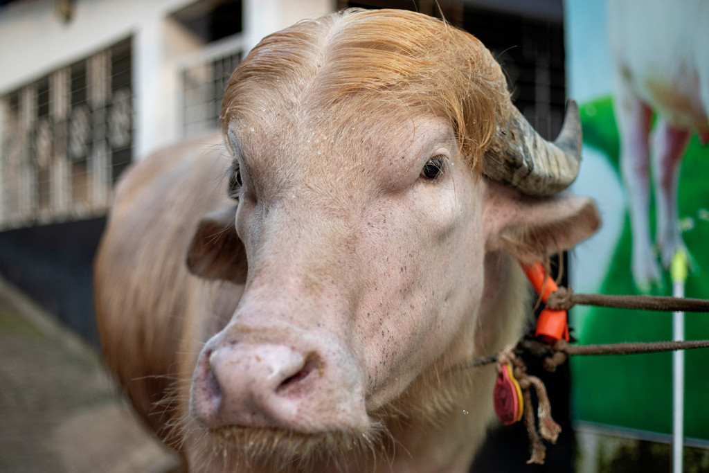 Buffel 'Donald Trump' ontsnapt op laatste moment aan Offerfeestslachtbank