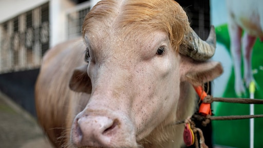 Buffel 'Donald Trump' ontsnapt op laatste moment aan Offerfeestslachtbank