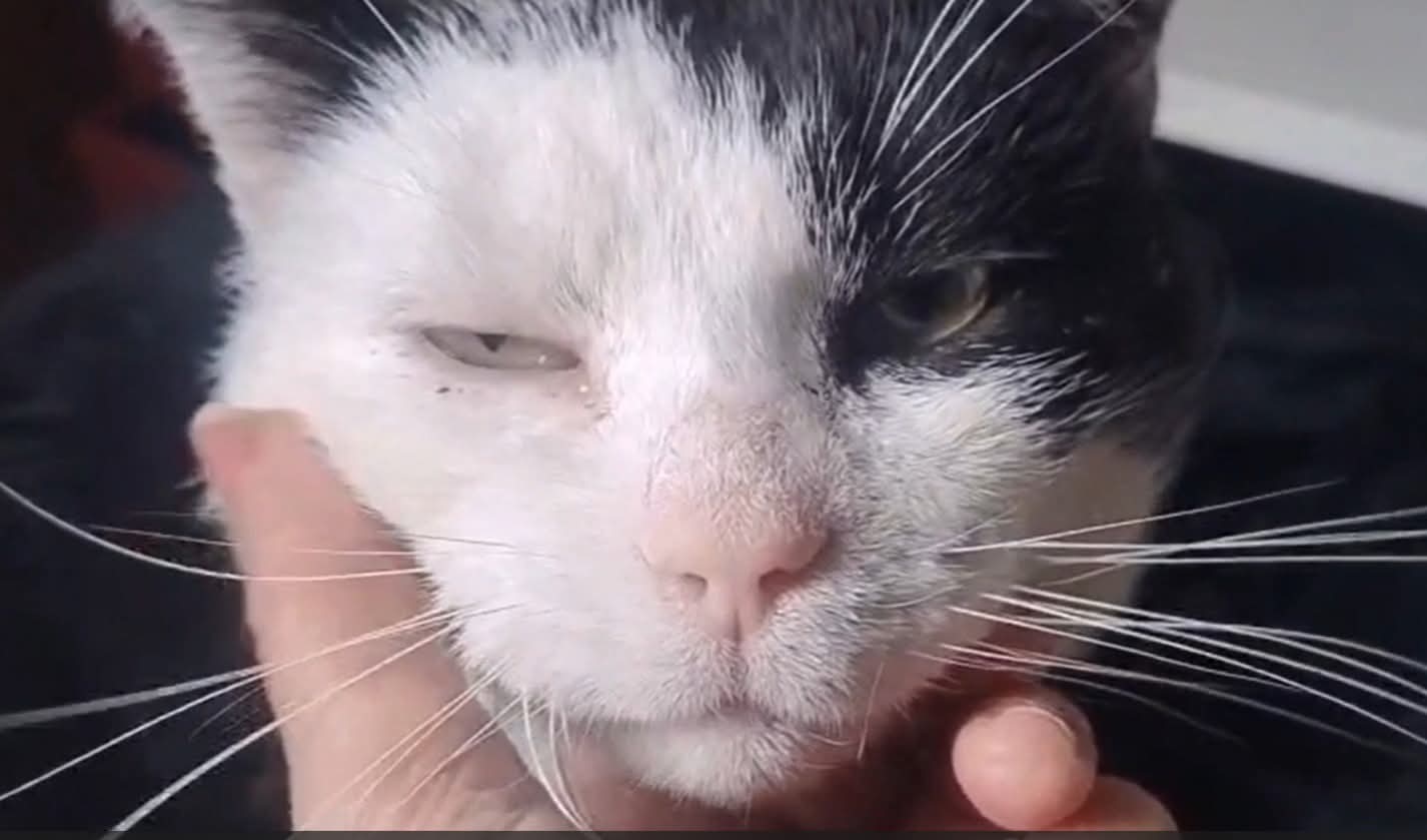 Kattenaids rukt op in regio Drechtsteden: 'Ze lijden enorm'