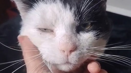 Kattenaids rukt op in regio Drechtsteden: 'Ze lijden enorm'