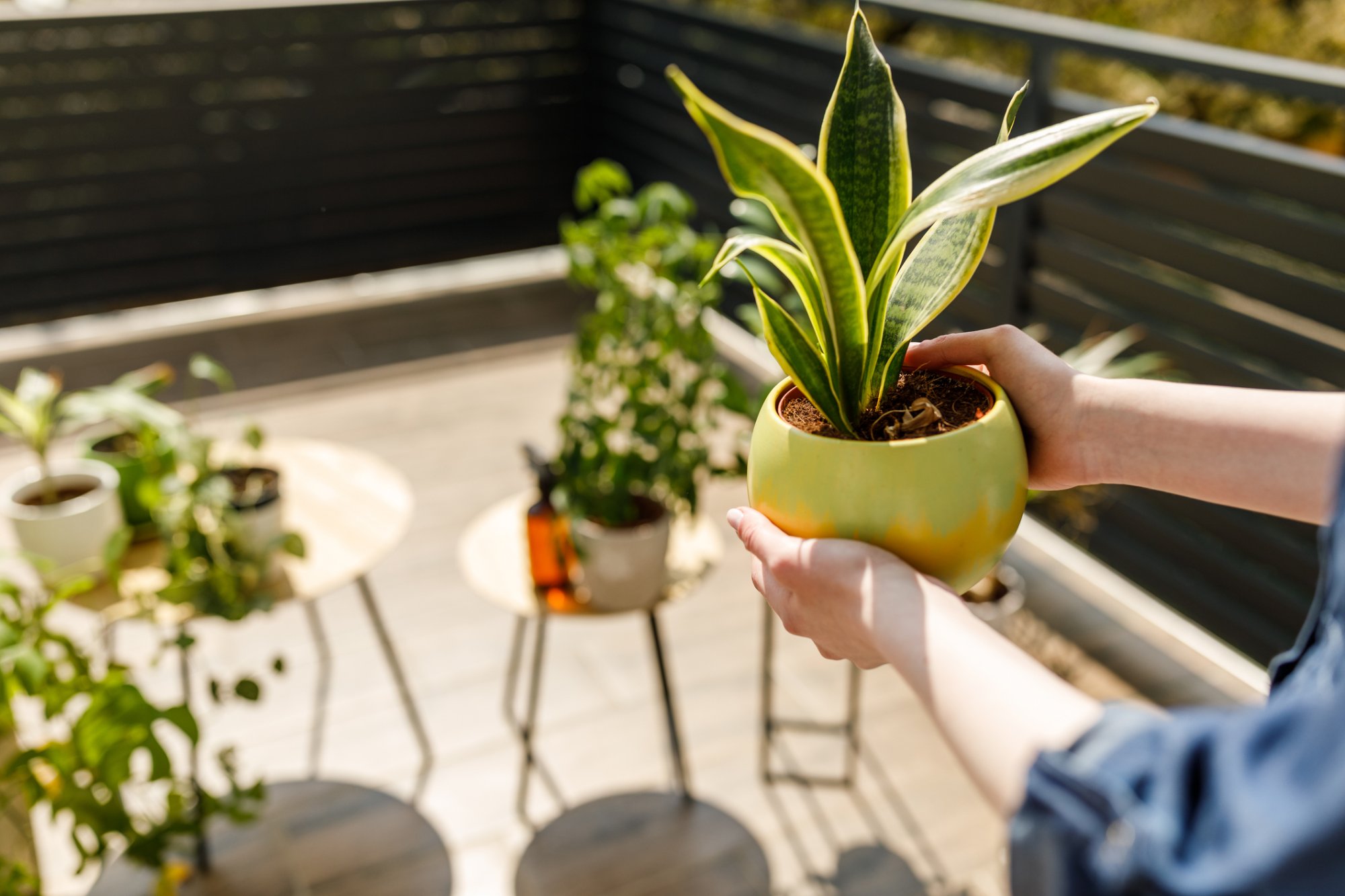 Zo zet je kamerplanten veilig buiten: 'Houd 15°C aan als min