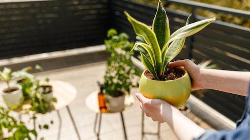 Zo zet je kamerplanten veilig buiten: 'Houd 15°C aan als minimumtemperatuur'