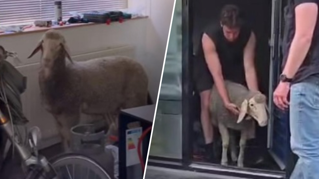 Schaap aangetroffen in Rotterdamse woonkamer, politie lokt dier met gras