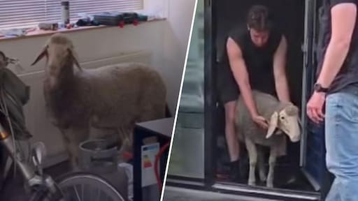 Schaap aangetroffen in Rotterdamse woonkamer, politie lokt dier met gras