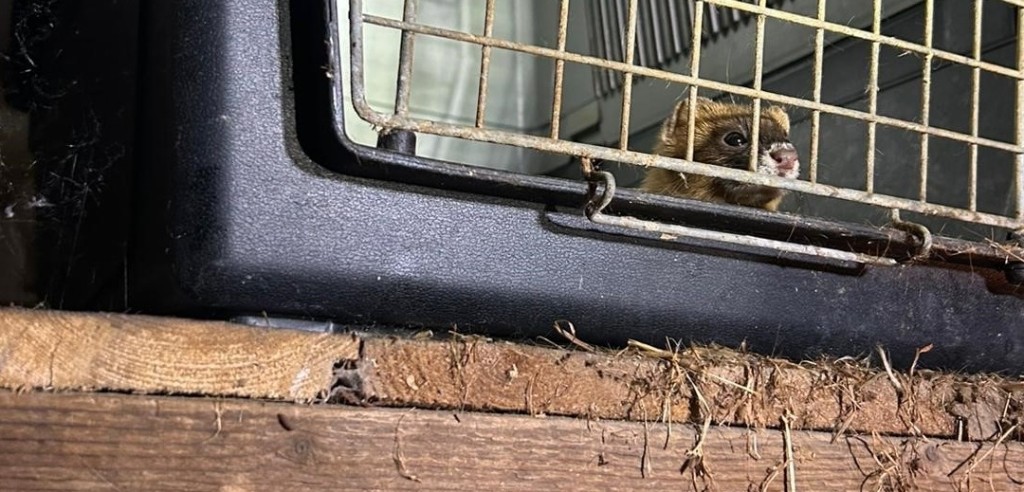 Politie Limburg neemt tientallen verwaarloosde exotische dieren in beslag