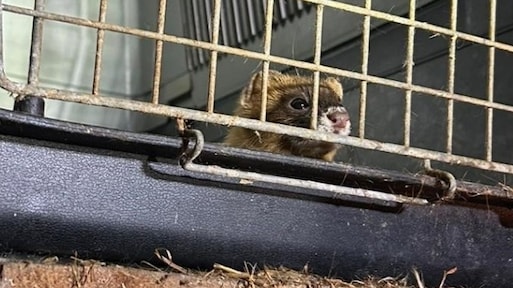 Politie Limburg neemt tientallen verwaarloosde exotische dieren in beslag