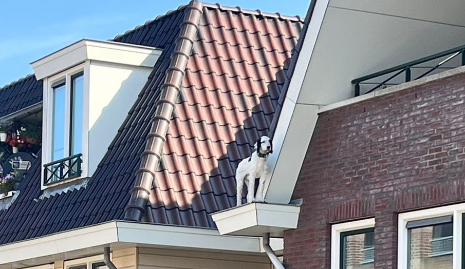 Brandweer redt hond Guus na sprong van balkon