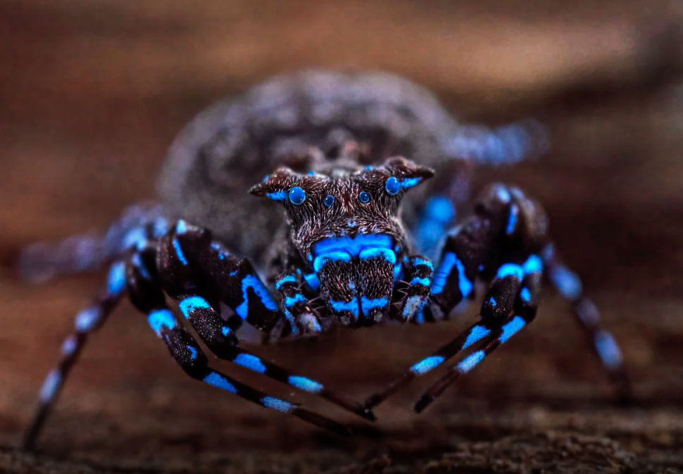 Tientallen nieuwe diersoorten ontdekt in Afrika's 'laatste grote blinde vlek'