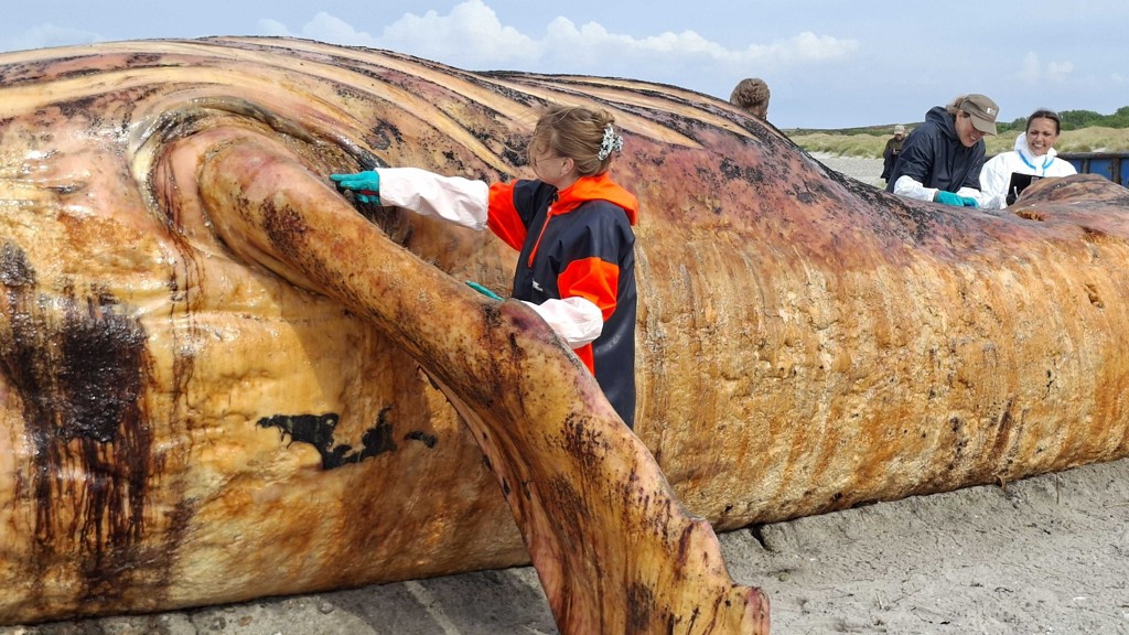 Autopsie bultrug Timmy op Deens strand afgerond, karkas 'stonk ontzettend'