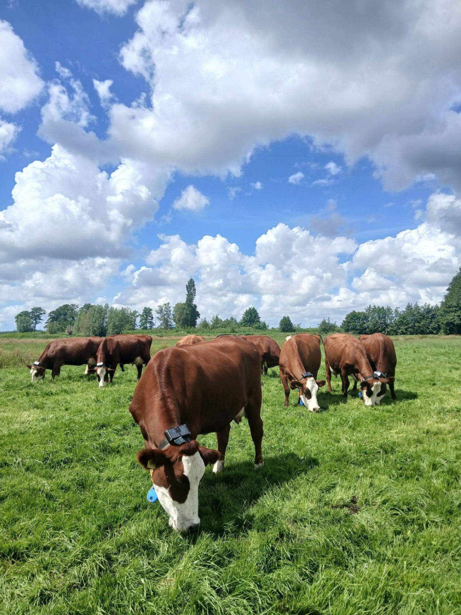 Deze gps-halsband voorkomt dat koeien ontsnappen, 