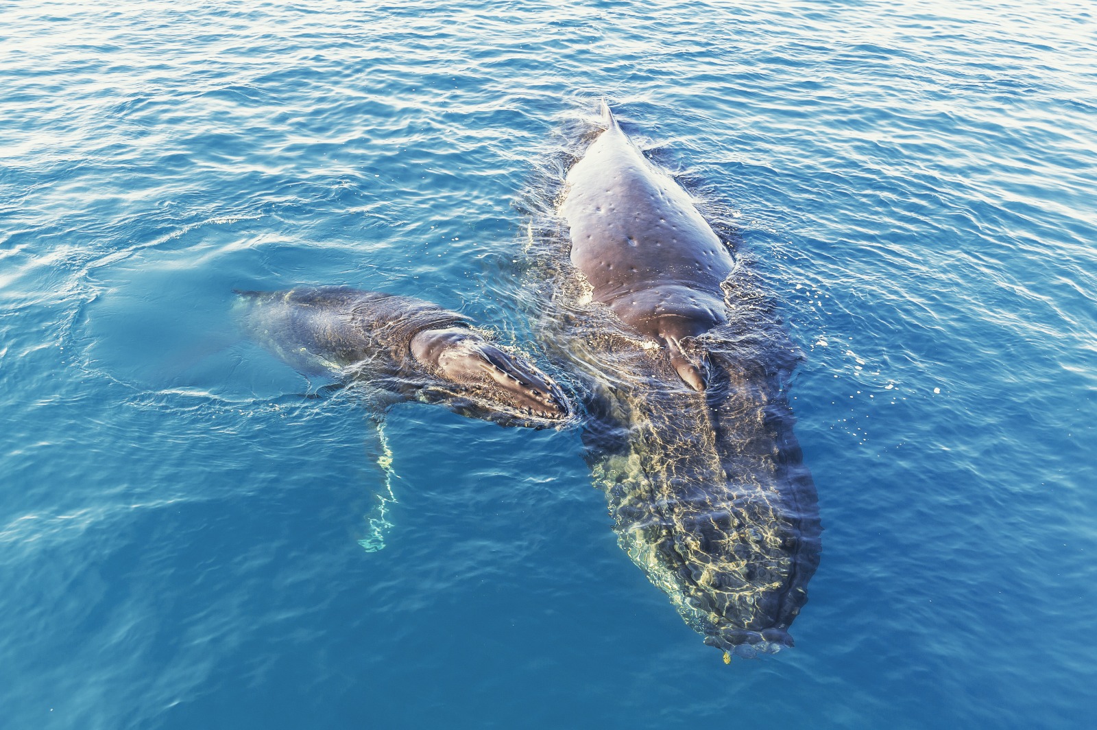 Bijzondere ontdekking in Indische Oceaan: kerkhof vol walvis
