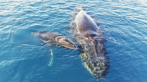 Bijzondere ontdekking in Indische Oceaan: kerkhof vol walvissen