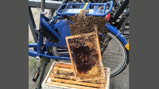 Bijenzwerm op ov-fiets trekt veel kijkers, maar volgens imker is het normaal