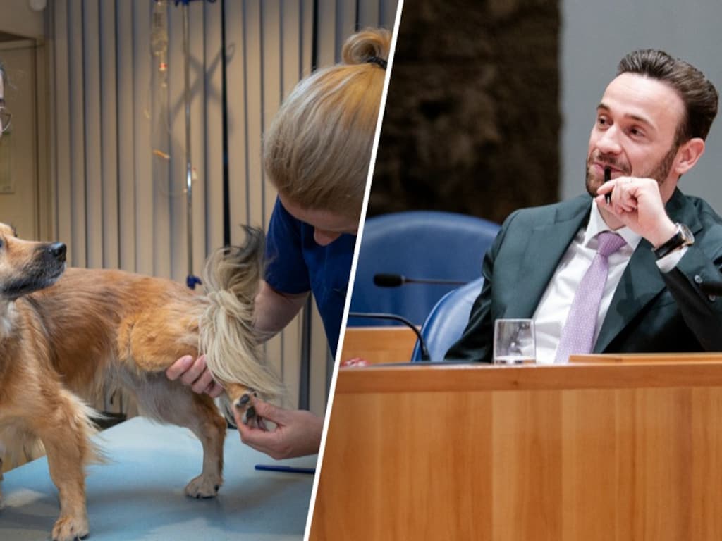 Duizenden euro's kwijt aan zieke hond of kat? Kabinet wil einde aan hoge rekeningen dierenarts