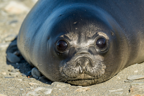 H5N1 Bird Flu Causes Mass Seal Deaths on Heard Island