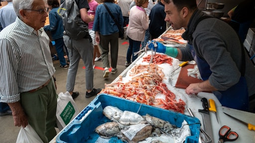 Inktvis rukt op in Noordzee, nieuwe inkomstenbron voor vissers