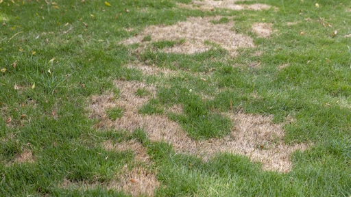 Waarom je gazon geel wordt: 'het ligt lang niet altijd aan droogte'