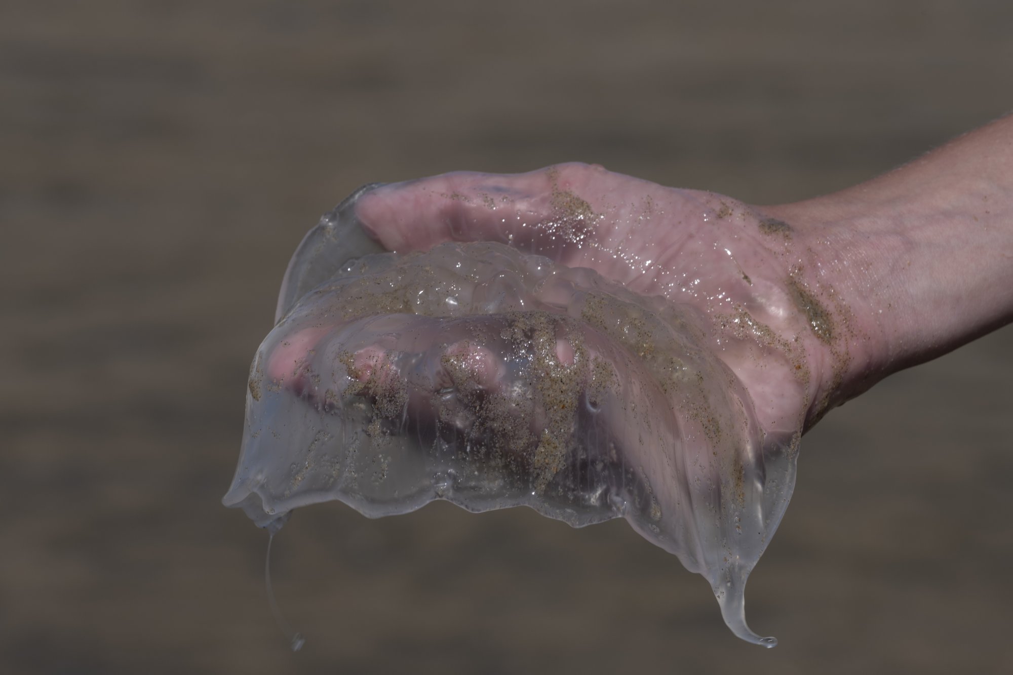 Kwallen op het strand deze dagen: 'Mensen overschatten ze soms'