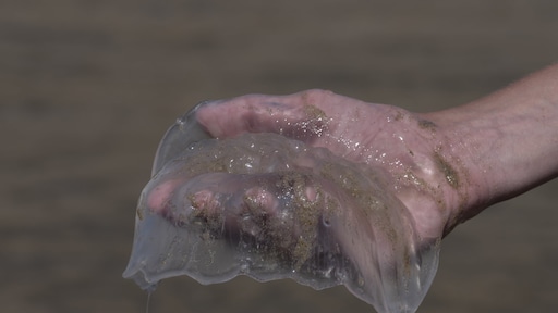 Kwallen op het strand deze dagen: 'Mensen overschatten ze soms'
