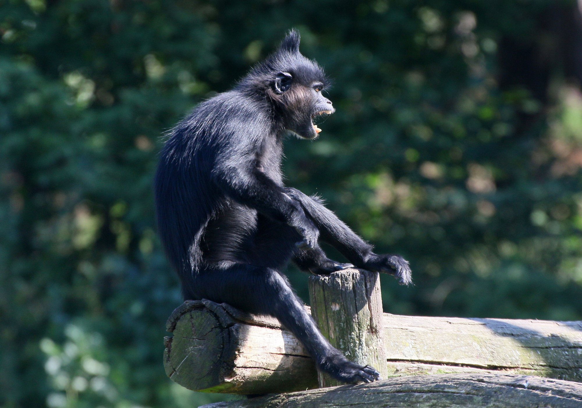 Ontsnapte aap Beekse Bergen na maand nog steeds niet gevangen