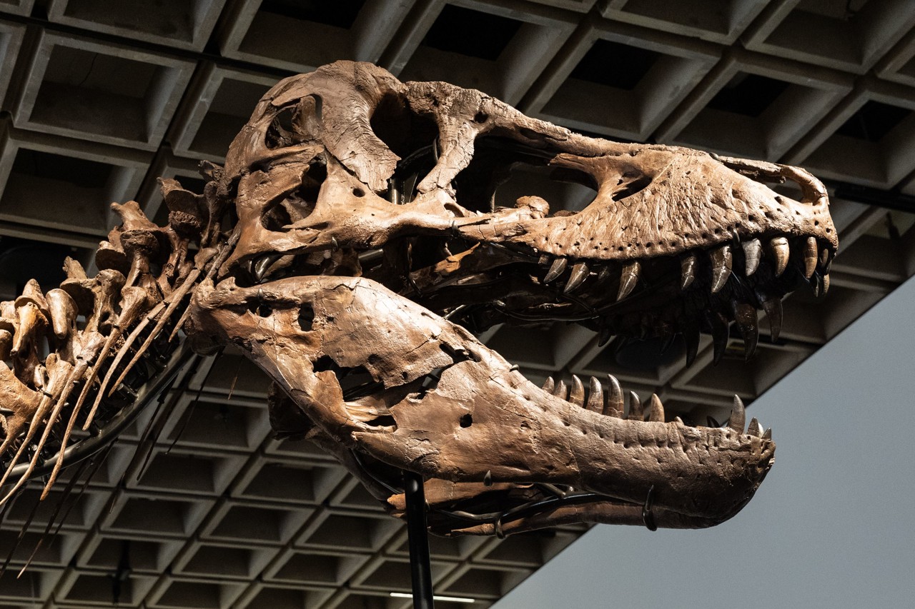 T. rex Gus levert recordbedrag op: skelet verkocht voor 50 miljoen dollar