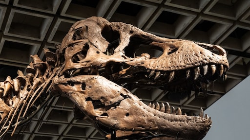 T. rex Gus levert recordbedrag op: skelet verkocht voor 50 miljoen dollar