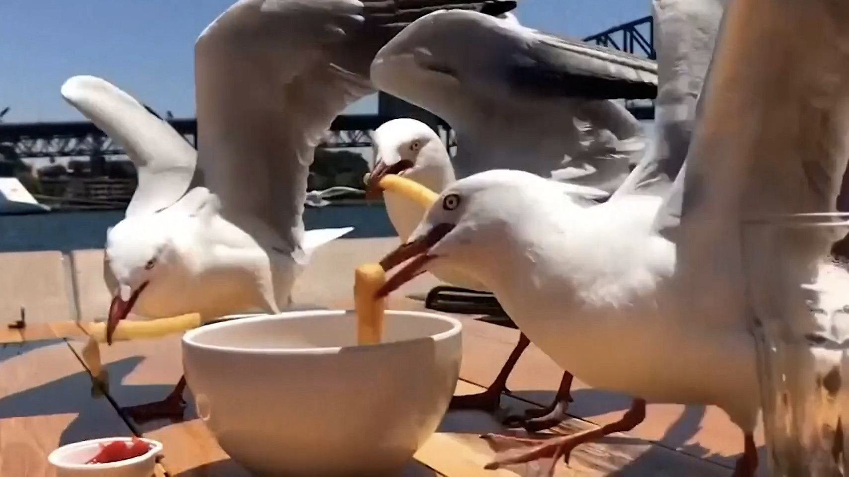 Geen frietje meer voor de meeuwen: meeuwenbrigade bewaakt restaurant in Sydney restaurant in Sydney