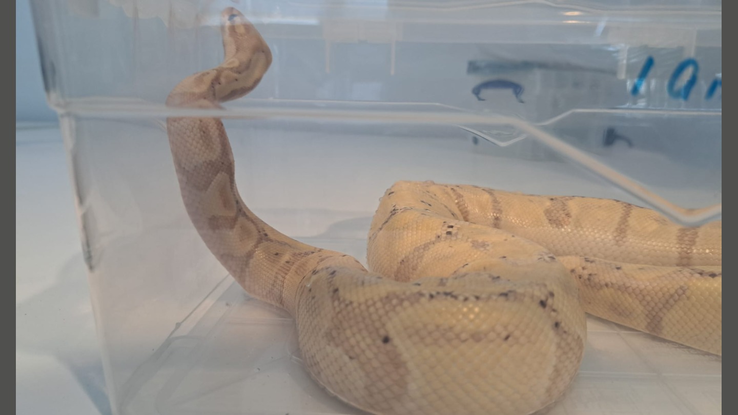 Vrouw probeert python in bh het vliegtuig in te smokkelen