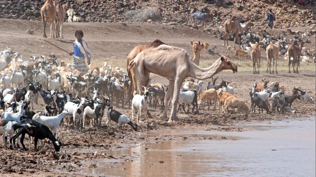 Extreme hitte treft zelfs kamelen, sterfte onder woestijndieren neemt toe in Afrika