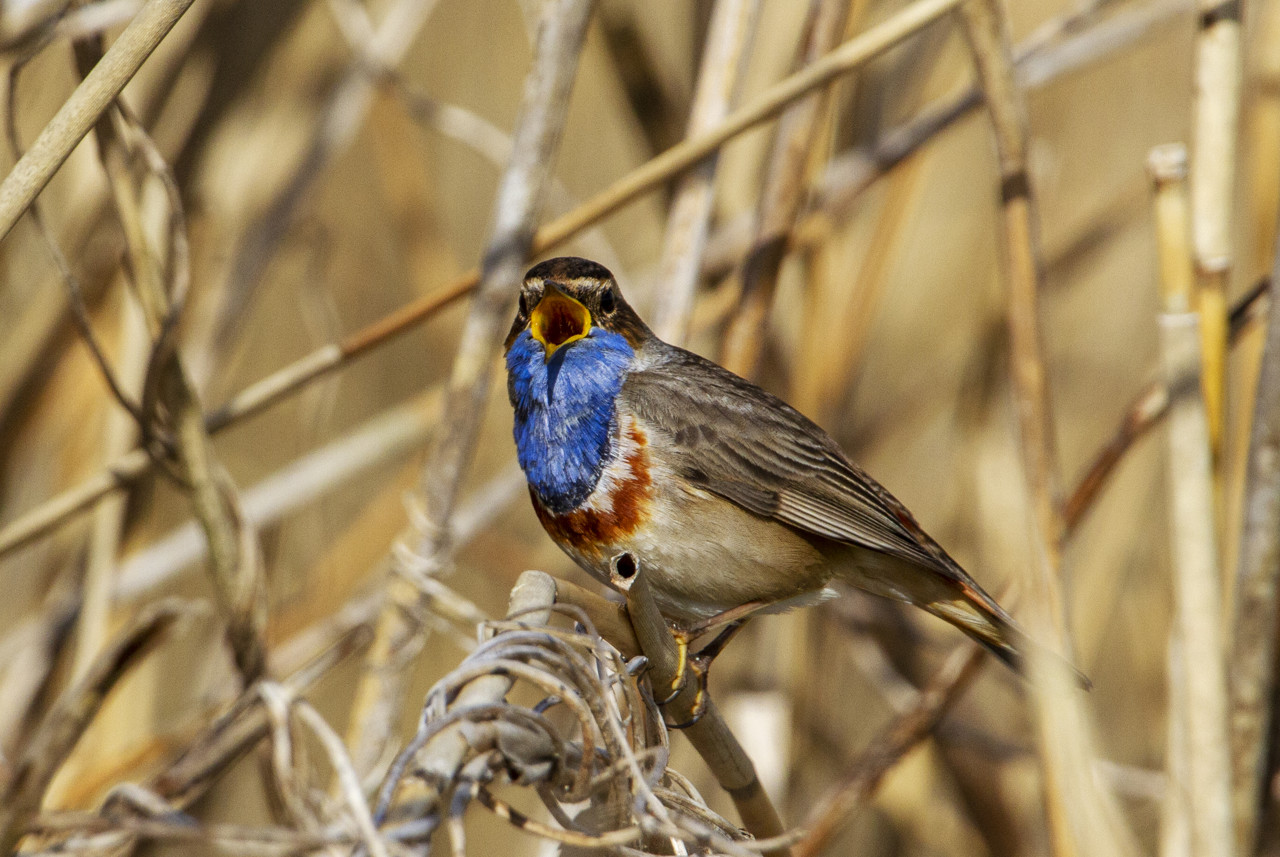 Wetenschappers ontrafelen geheim achter enorme variatie in vogelzang