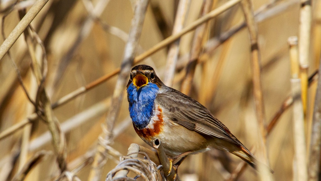 Wetenschappers ontrafelen geheim achter enorme variatie in vogelzang