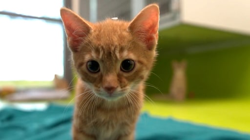 Twee keer zo veel kittens in het asiel, gastgezinnen hard nodig
