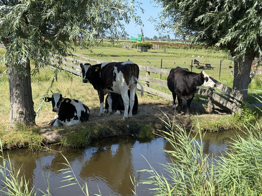 Volgende week stijgt kwik tot tropische hoogten