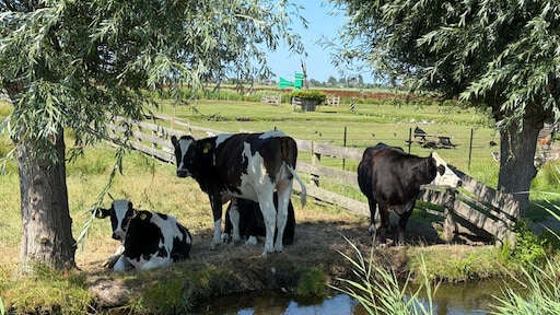 Volgende week stijgt kwik tot tropische hoogten