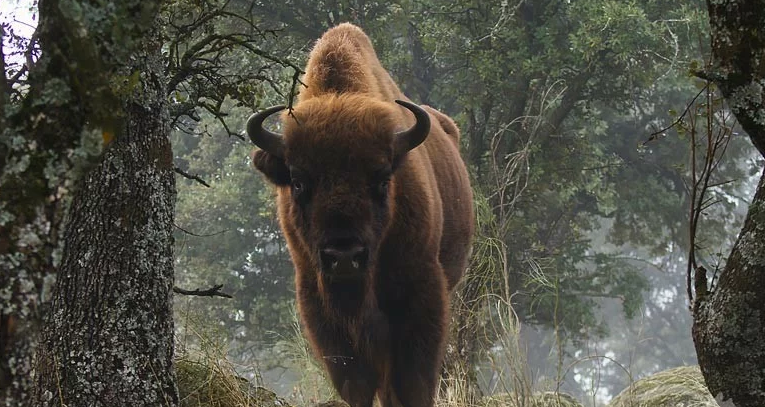 Spaanse boer vreest voor zijn dieren na brand, tot hij ziet wat zijn bizons hebben gedaan
