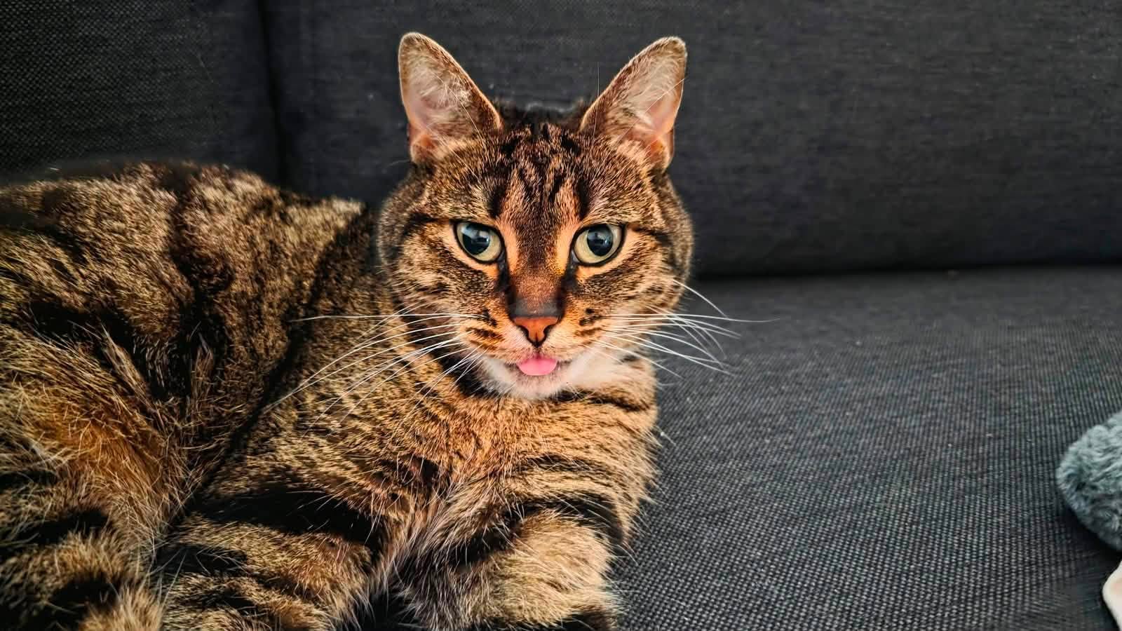 Na zes weken duikt vermiste poes Zwabber op in Noorwegen: wie geeft haar een lift?