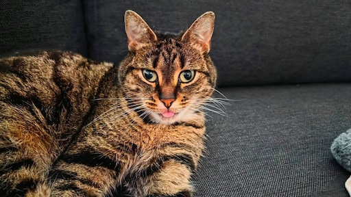 Na zes weken duikt vermiste poes Zwabber op in Noorwegen: wie geeft haar een lift?