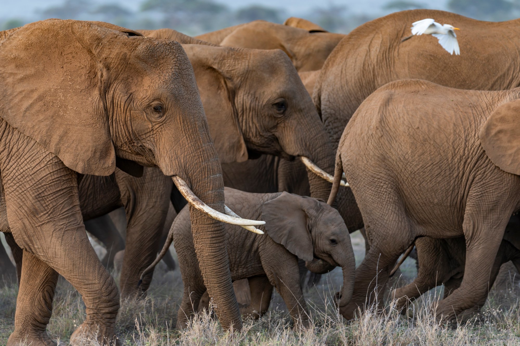 Verlamd en binnen twee dagen dood: onderzoek naar dood van olifanten in Kenia