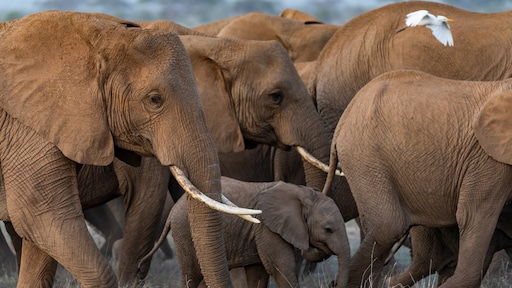 Verlamd en binnen twee dagen dood: onderzoek naar dood van olifanten in Kenia