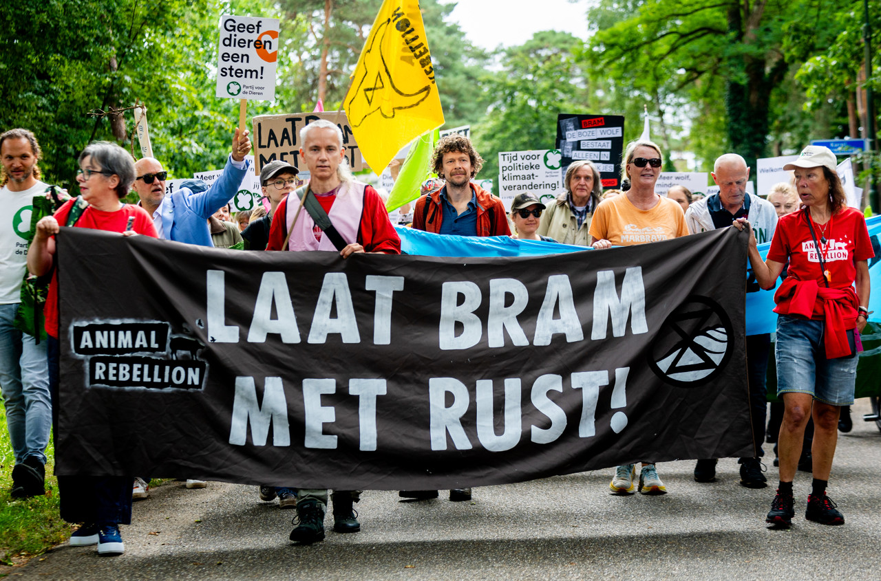 Aangifte tegen jagers die wolf Bram doodschoten, want ze waren te laat