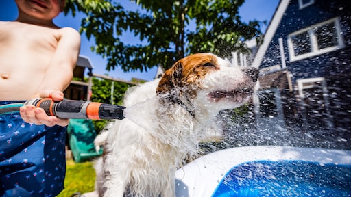 Velen zijn recordhitte zat, droogte zorgt voor 'sproeischaamte'