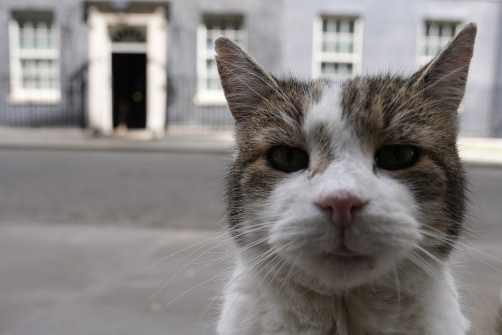 Larry the Cat: 'De berichten over mijn dood zijn sterk overdreven'