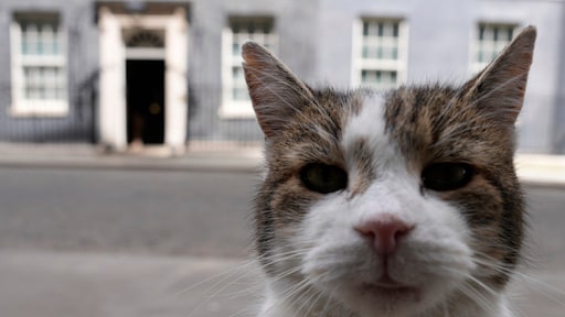 Larry the Cat: 'De berichten over mijn dood zijn sterk overdreven'
