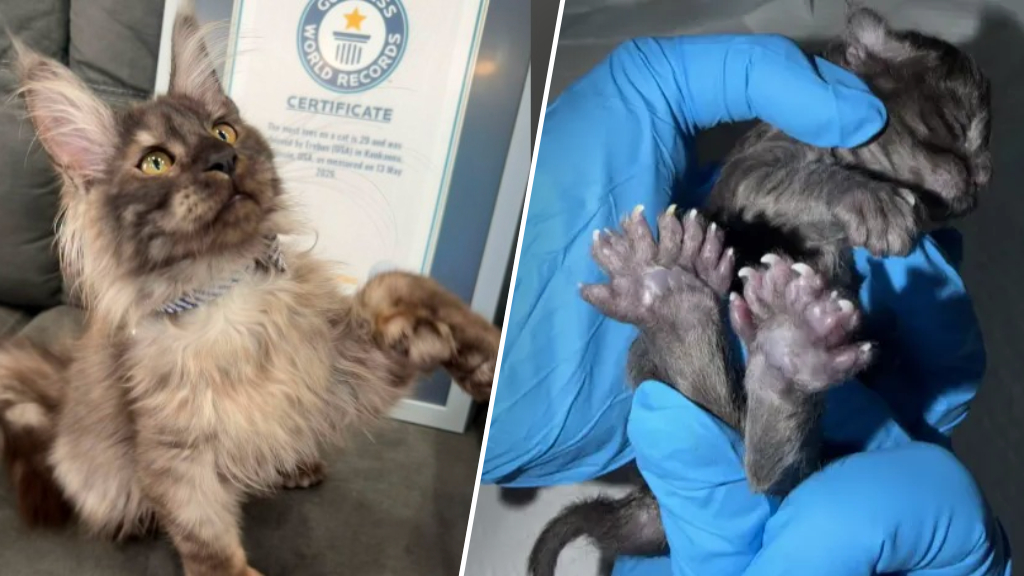 Kat met 29 tenen breekt wereldrecord, in Nederland is er eentje die er 26 heeft